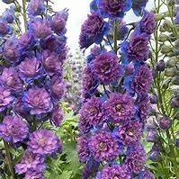 5056771002113 1 Delphinium Purple Surprise.jpg